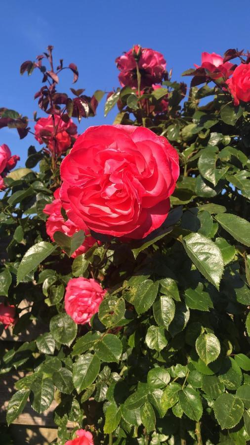 مبيت وإفطار La Vie En Rose زييريكسي المظهر الخارجي الصورة